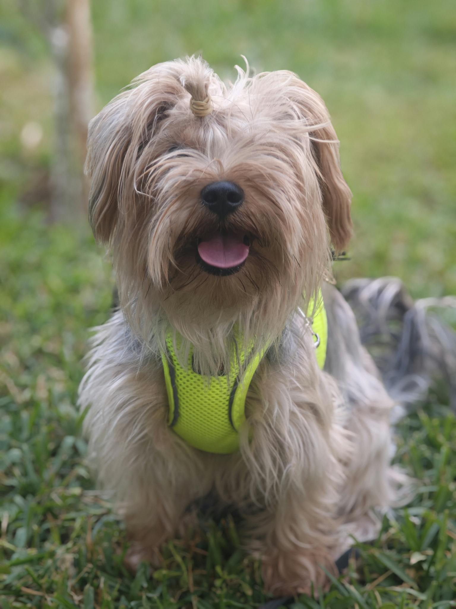 A cute Yorkshire Terrier wearing a bright green vest sits on the grass, smiling at the camera.