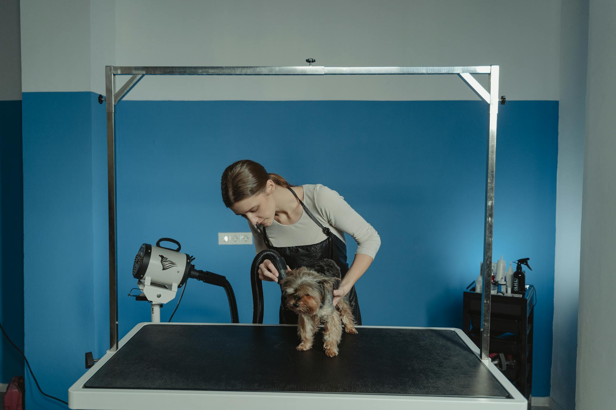 A woman groomer styling a Yorkshire Terrier on a grooming table indoors.