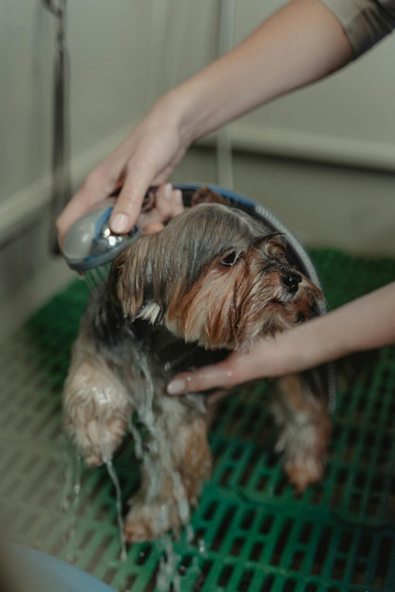 A Yorkshire Terrier dog being showered during grooming inside a pet care facility.
