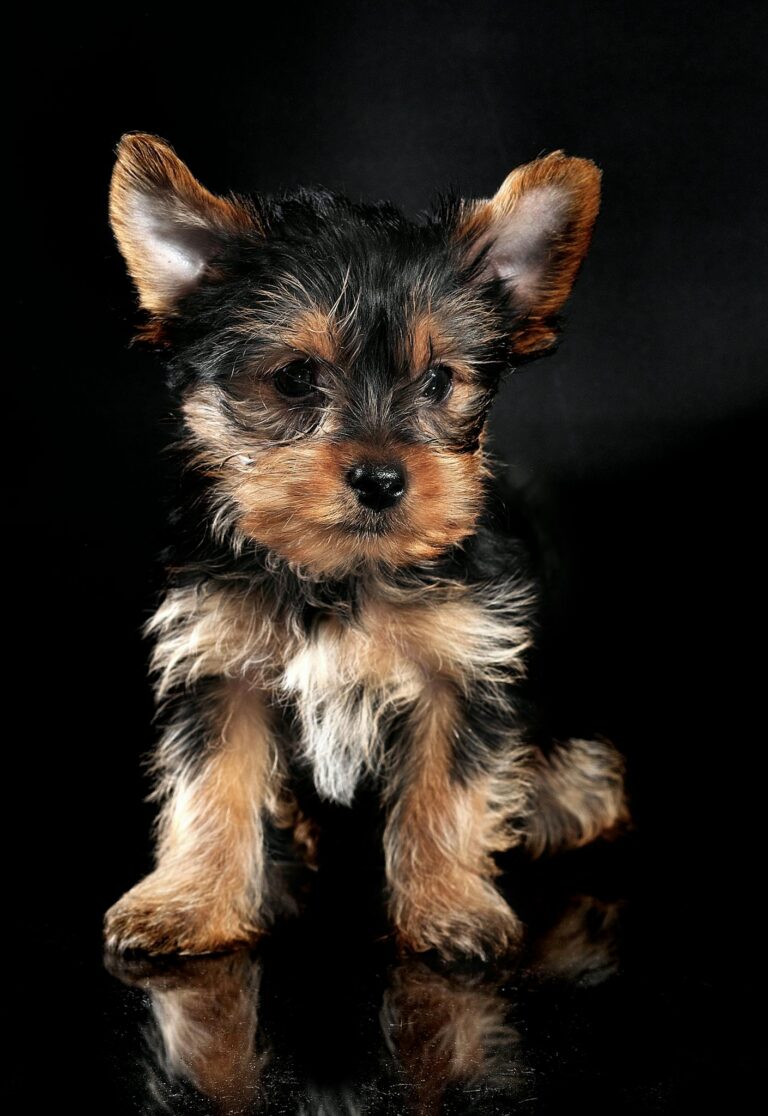 Adorable Yorkshire Terrier puppy sitting on a glossy black background, exuding cuteness.