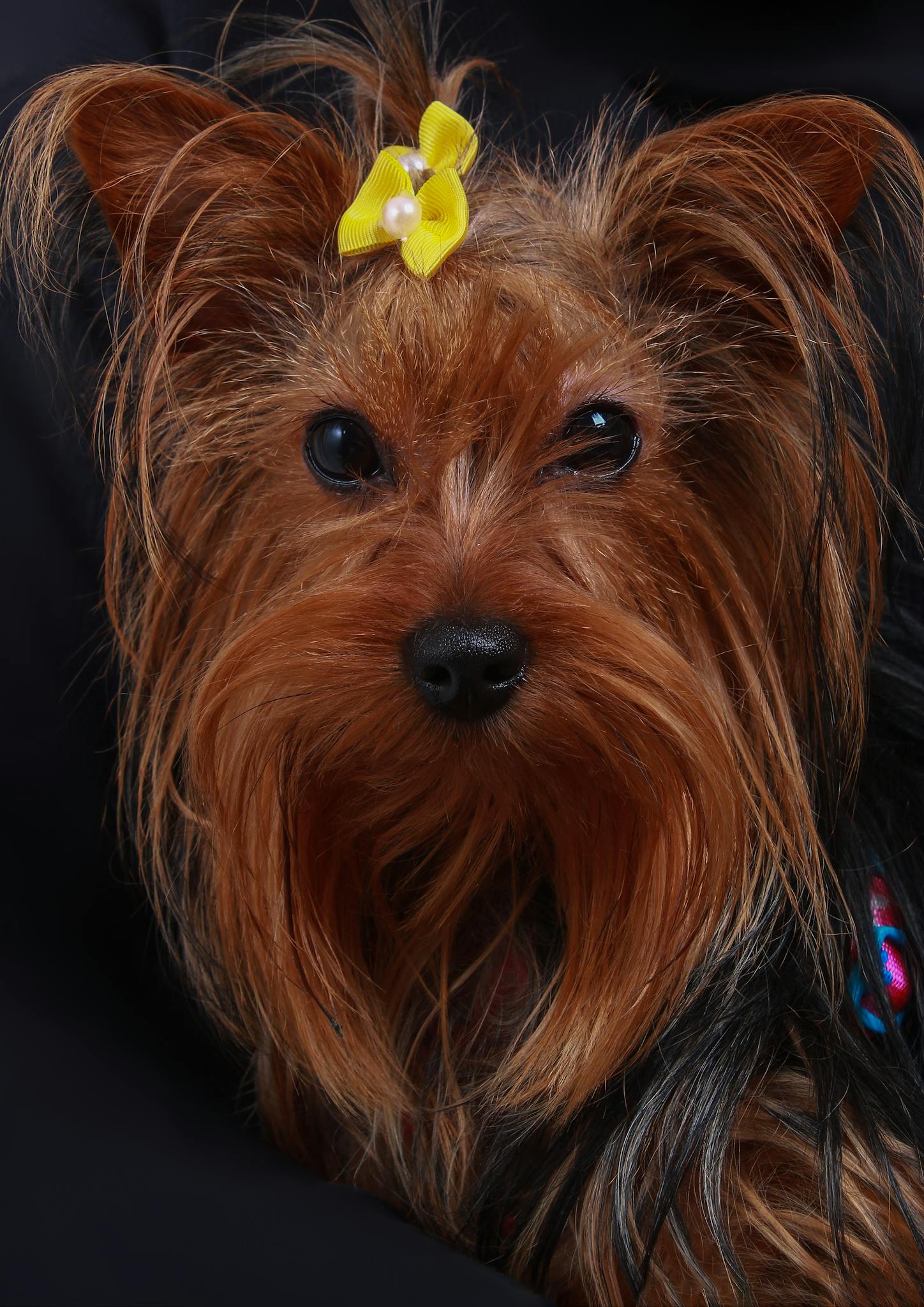 Close-up of a Yorkshire Terrier with a yellow bow, showcasing its furry details.