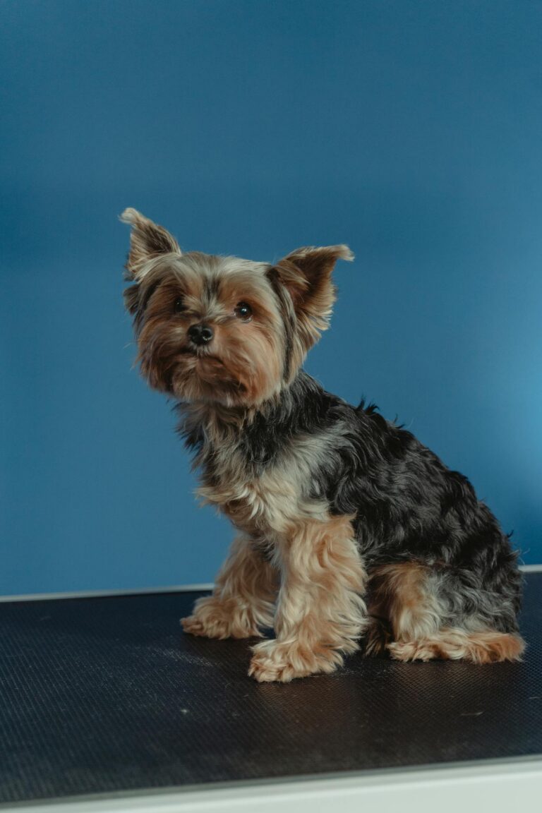 Cute Yorkshire Terrier puppy sitting against a blue backdrop, showcasing its fluffy fur.