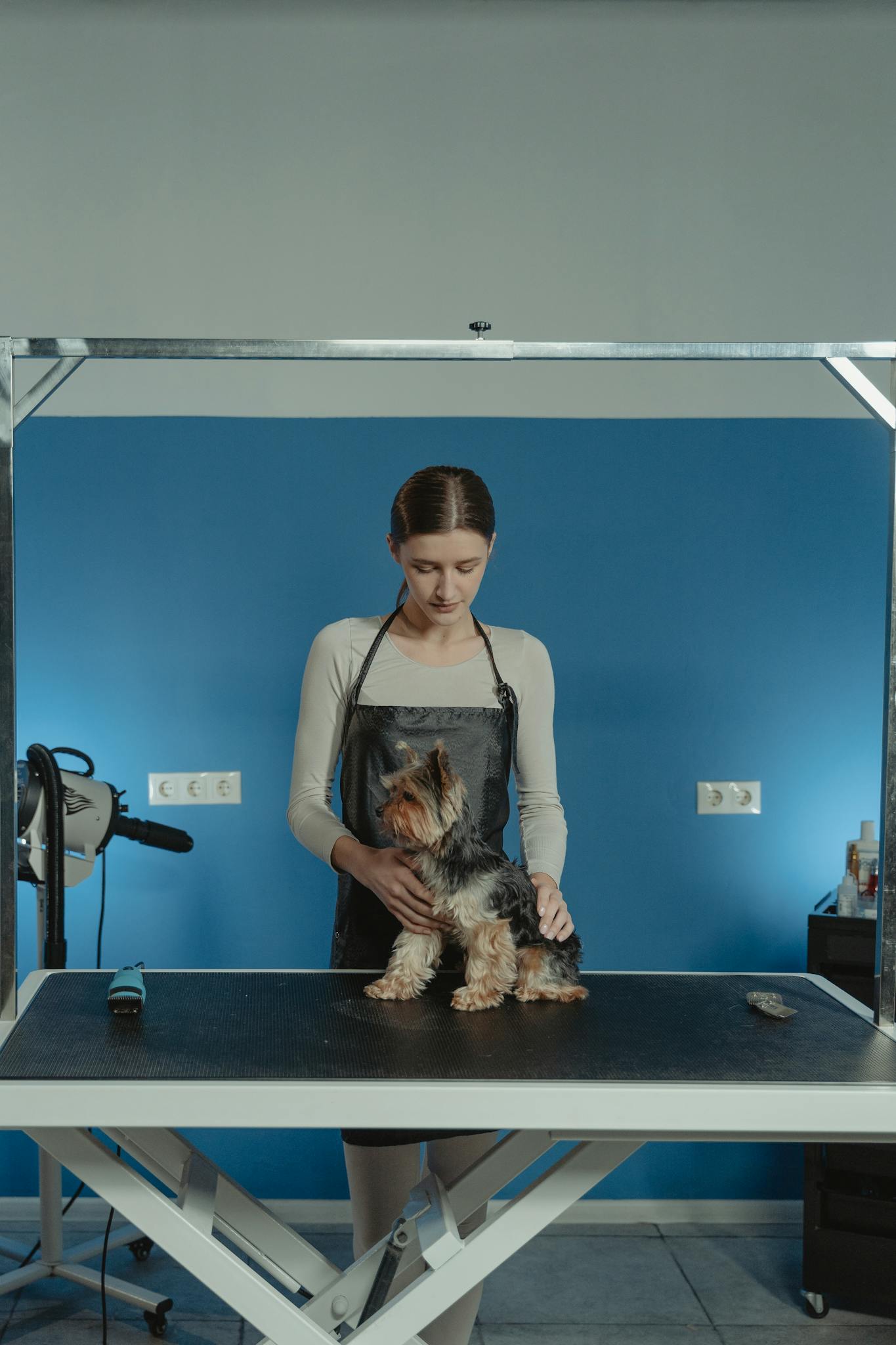 Female dog groomer styling a Yorkshire Terrier indoors with a blue background and grooming tools.